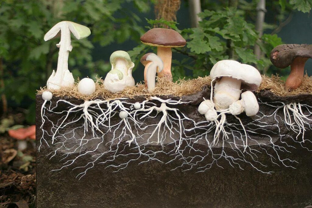 Корневой гриб. Грибница грибов. Грибница или мицелий это. Мицелий гриба. Мицелий грибов грибница.