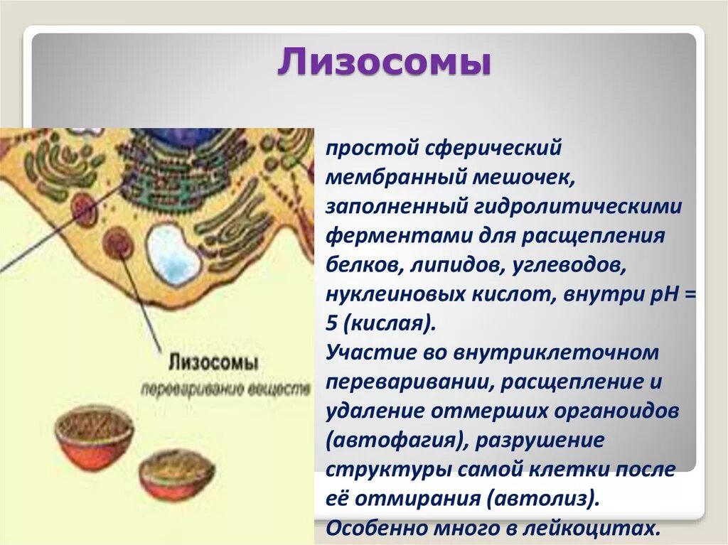 Лизосома одномембранный. Строение структура лизосомы. Лизосомы строение и функции. Лизосомы это одномембранные. Строение органоида лизосомы