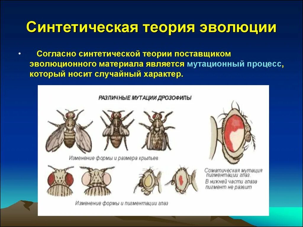 Синтетическая теория эволюции биология 9. Доклад на тему синтетическая теория эволюции. Синтетическая теория ЭФО. Синоетическаямтеория эволюции. Синтетическая теория эволюции схема.