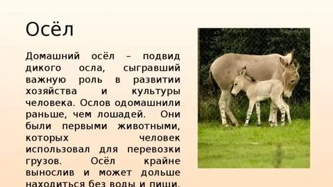Домашние животные рассказ 2 класс окружающий мир