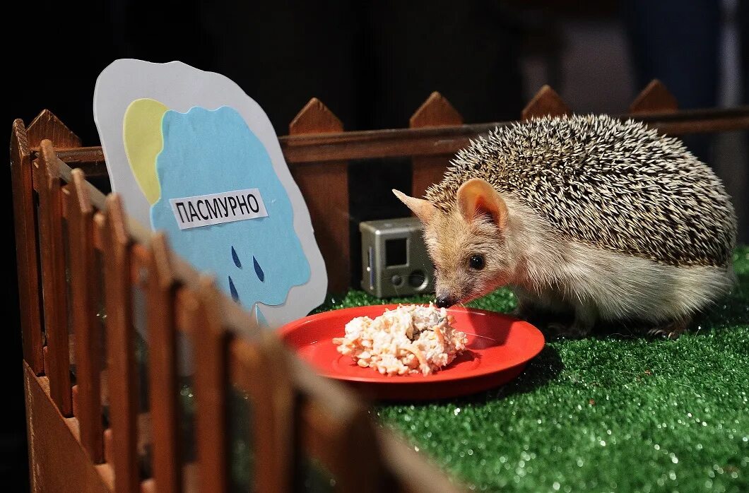 мир животных. про животных 2023. угарные котята. про животных 2023. ежик в зоопарке.