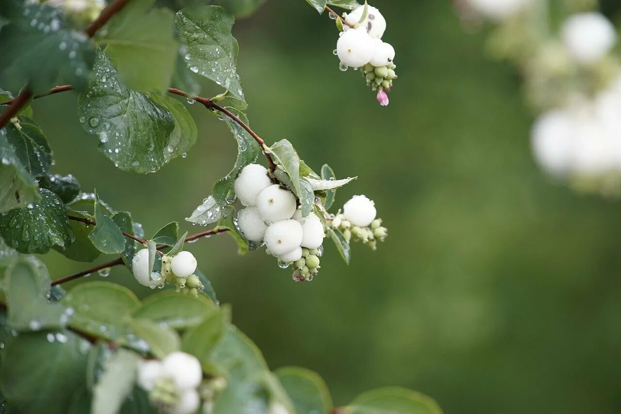 Загадка цвет белый а ягода. Снежноягодник куст. Симфорикарпус снежноягодник. Снежноягодник белый. Снежноягодник Доренбоза.