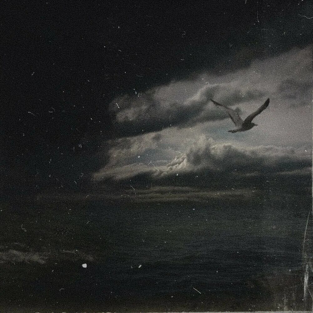 летать однажды. птицы из души. женщину надо любить как емеля печку. сокол не мог летать правое. текст песни лететь.