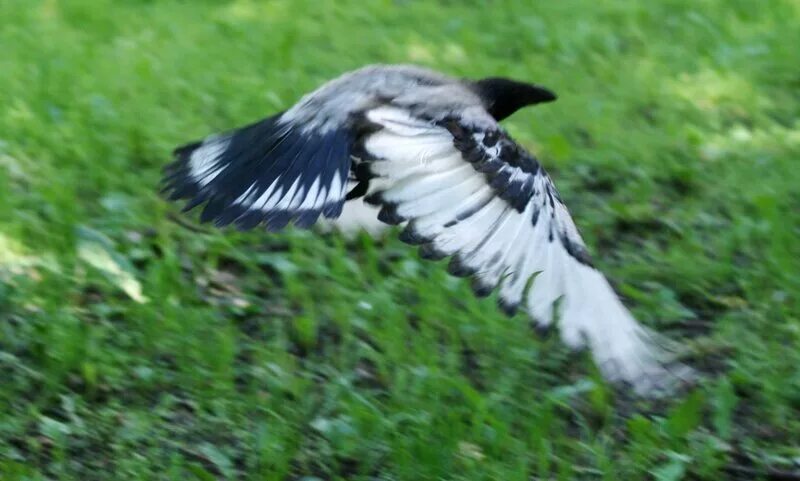 Птица черная с белым. Пегая ворона. Ворона птица фото с серыми крыльями. Черный ворон эстетика. Ворон в полете.