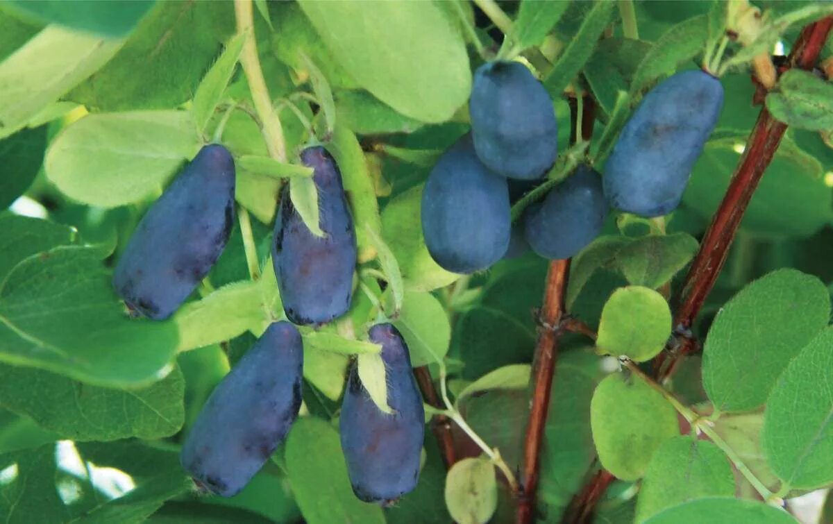 Жимолость хоней би. Lonicera caerulea жимолость съедобная. Жимолость Камчатская 'Zojka'. Жимолость Камчатская Зойка. Жимолость съедобная (Lonicera edulis `нимфа`).