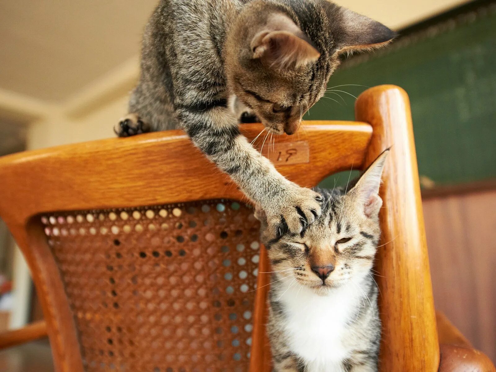 забавные коты видео. смешные животные с озвучкой. веселые коты. смешные фото с котами. коты приколы.