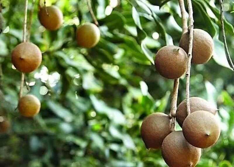 В каких странах растет макадамия. Макадамия орех. Макадамия дерево. Макадамия орех дерево. Макадамия Родина.