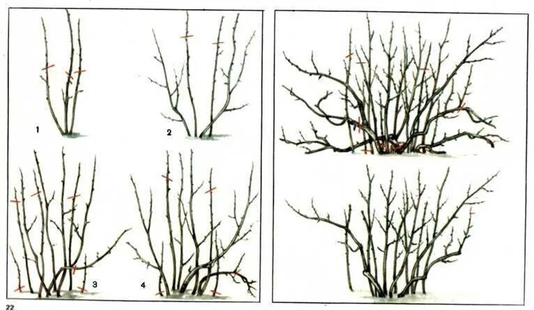 Обрезают ли крыжовник. Обрезанный куст крыжовника. Правильная обрезка смородины весной. Правильная обрезка крыжовника весной. Смородина черная куст.