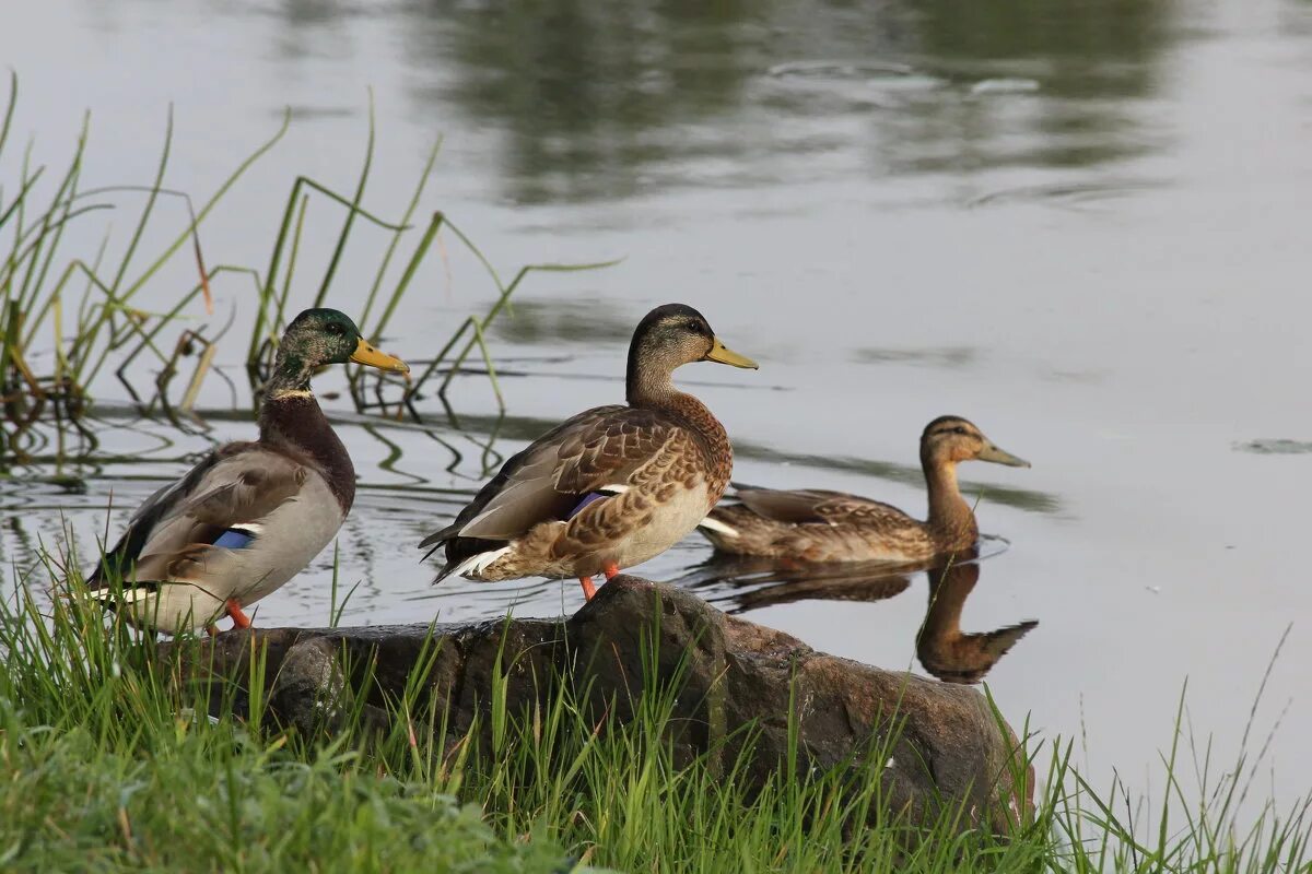 городские утки. утков в г. утята в городе. утки в красноярске. утков в г.