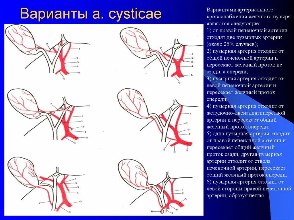 Сосуды желчного пузыря. Варианты отхождения пузырной артерии. Кровоснабжение желчного пузыря анатомия. Вариантная анатомия печеночной артерии. Добавочная печеночная артерия анатомия.