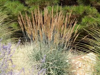 Indian grass