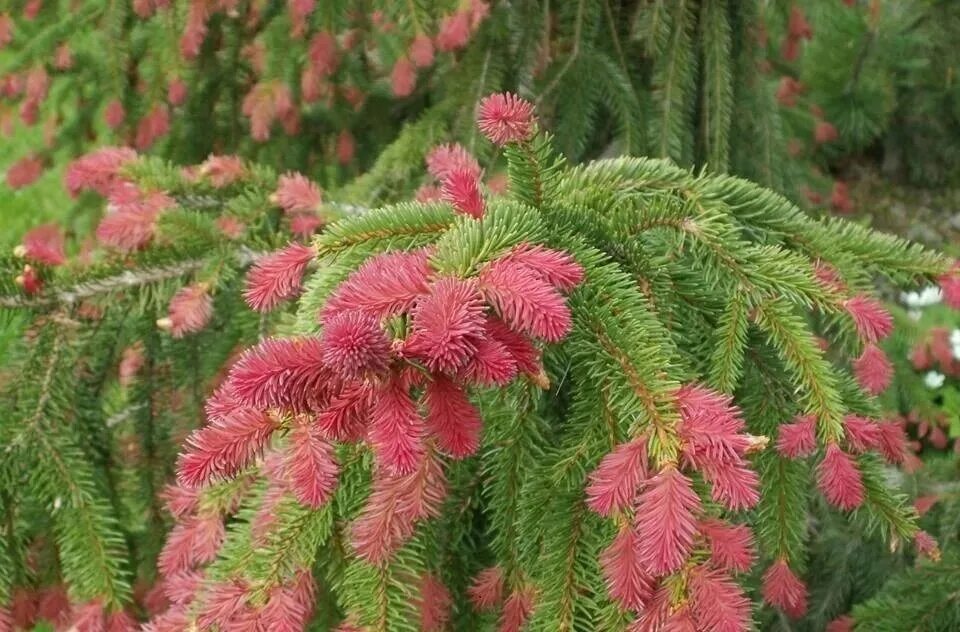 Красные ели в природе. Ель Picea Abies Rydal. Ель обыкновенная cruenta. Ель обыкновенная Picea Abies 'Rydal'. Ель обыкновенная Круента (Picea Abies cruenta).