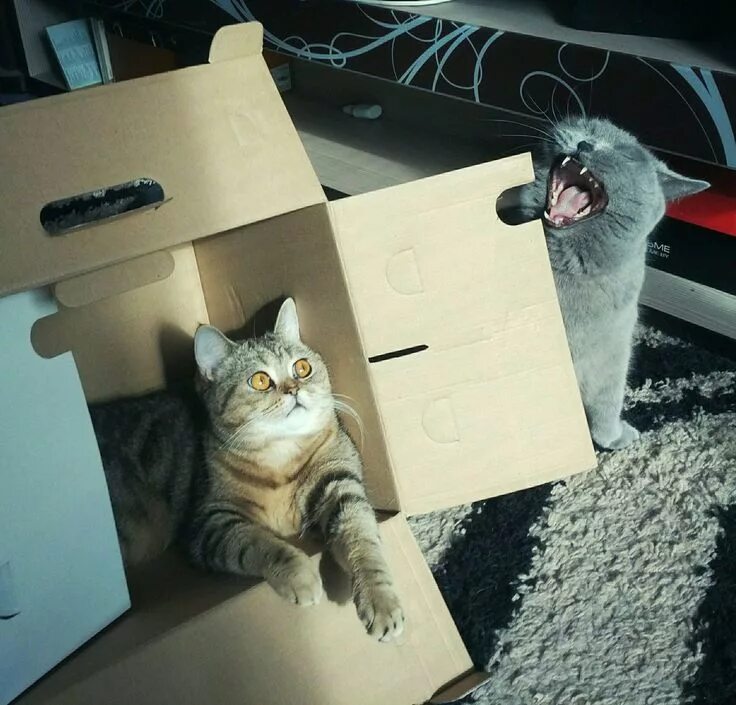 Cats твиттер. В магазине отдел с котами. Cats твиттер. Cats твиттер. Коробка с котиком.