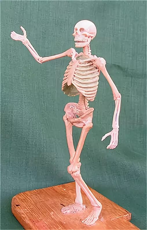 Скелет из пластилина. ПЛАСТИЛИНОВЫЙ скелет. Скелет человека из пластилина. Лепка скелета. Скелет пластилин.