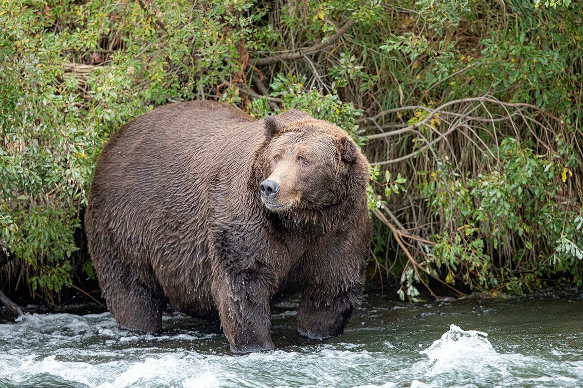Bear form. Бурый медведь из Аляски. Национальный парк Катмай. Медведь Гризли толстый. Самый толстый медведь Отис.