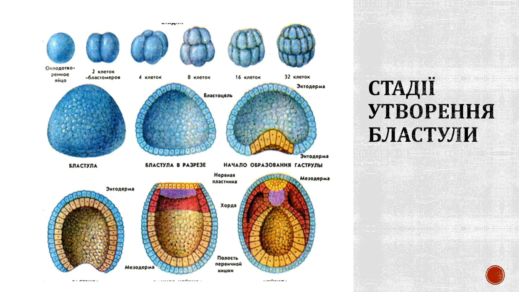 Рис 46 схема стадий развития зародыша ланцетника. Стадии эмбриогенеза бластула гаструла нейрула. Стадии онтогенеза бластула гаструла. Морула бластула.