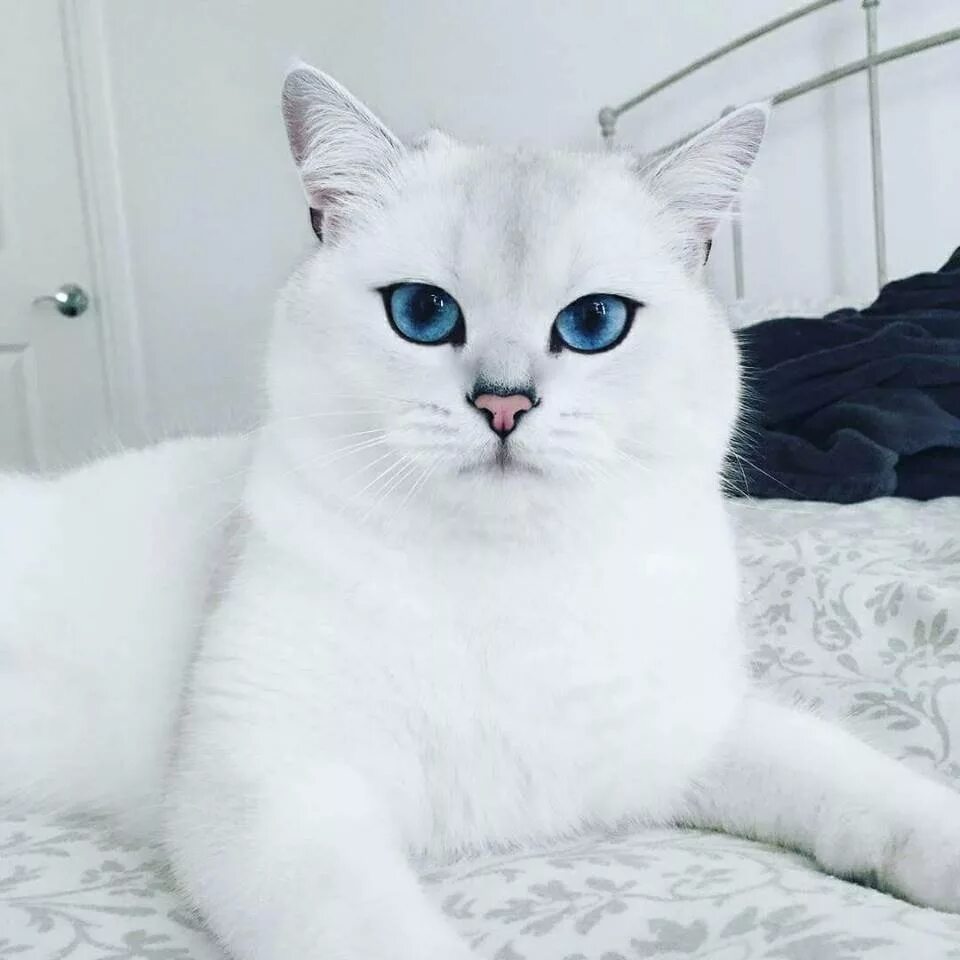 Породы котов с голубыми глазами. Британская шиншилла Коби. Белая Британская шиншилла Коби. Британская шиншилла кобби кошка. Шиншилла Пойнт Коби.