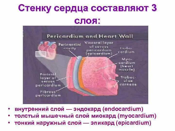 Имеет толстую мышечную стенку