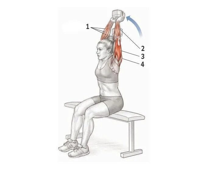 Руки за голову с гантелью. Французский жим с гантелей мышцы. Французский жим стоя с гантелями. Жим гантелей сидя анатомия упражнения. Упражнения для тренировки трехглавой мышцы плеча.