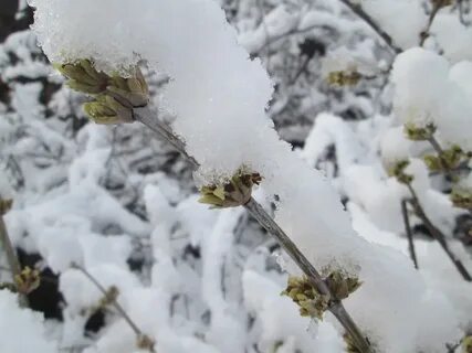 Эльбрус весенний снегопад
