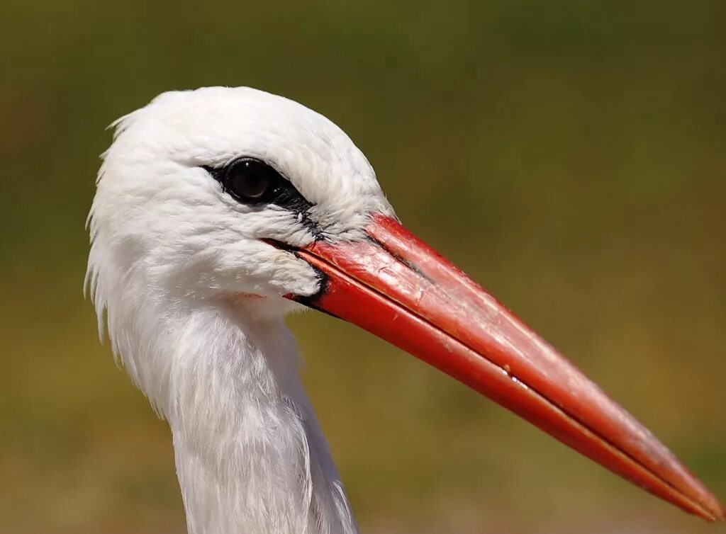 белый аист стерх. белая птица с красным клювом. стерх клюв. белый ибис. желтоклювая цапля красная книга.