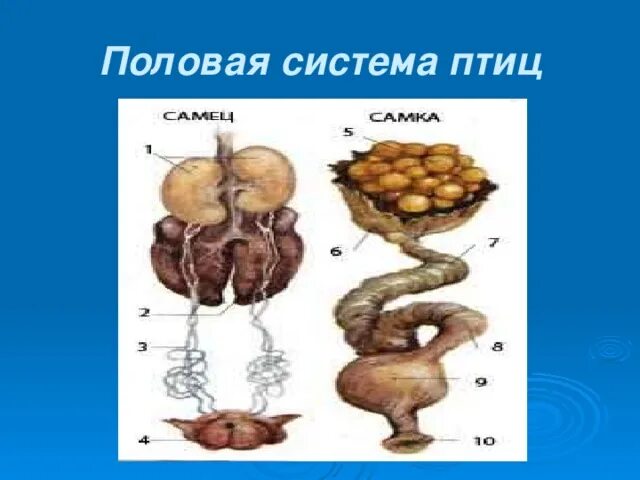 Половая система и размножение птиц. Половая система самцов птиц. Система органов размножения птиц. Строение половой системы птиц. Особенности строения органов размножения птицы