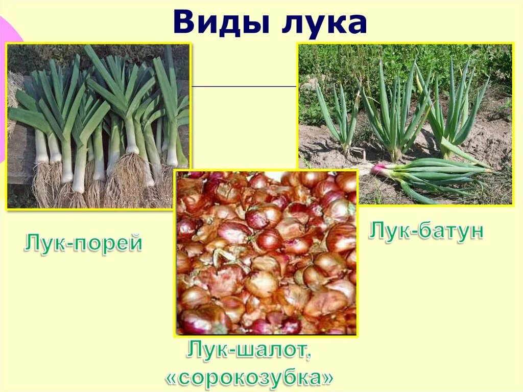 Город какой лук. Лук батун шалот. лук шалот порей батун. лук шалот слизун батун. лук батун лук репчатый лук порей.