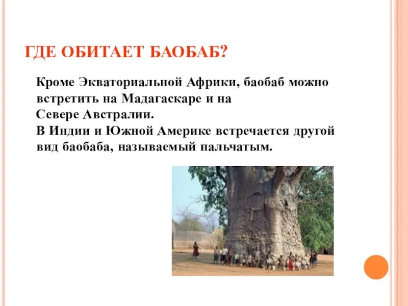 Где баобабы розовый. Баобаб в Южной Америке. Баобаб интересные факты. Баобаб где растет. Баобаб интересные факты для детей.