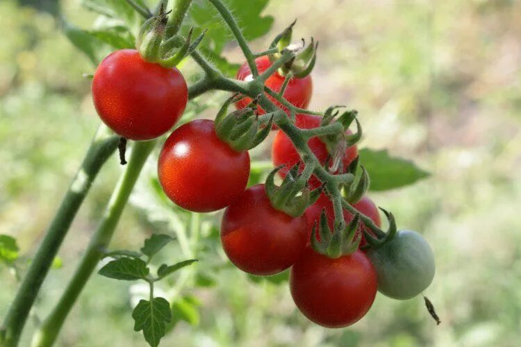Free photo: Tomato - Chopped, Fruit, Healthy - Free Download - Jooinn