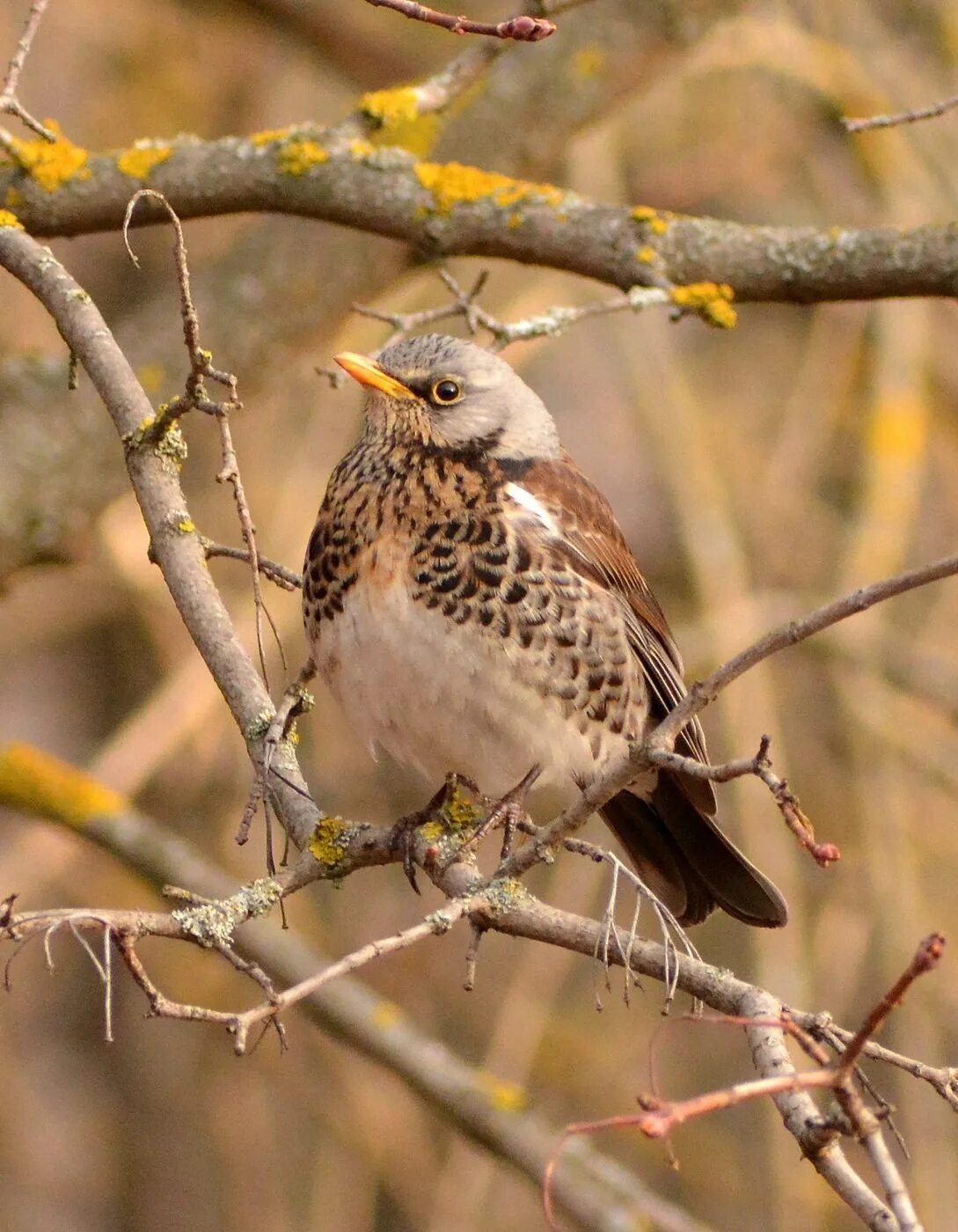 Дрозд-рябинник (turdus pilaris). Дрозд рябинник Fieldfare turdus pilaris. Дрозды Черноземья. Рябинник Лесной. Коричневая птица с клювом