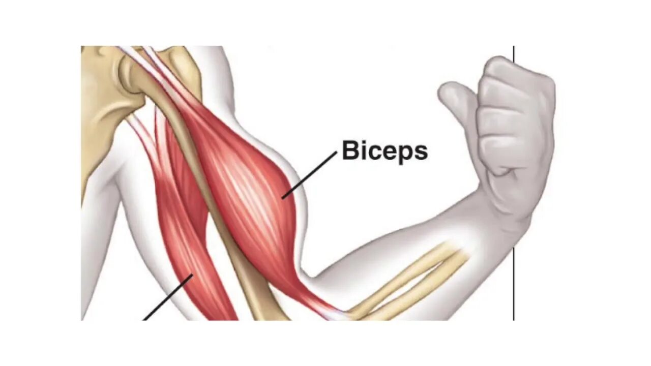 К чему крепится бицепс. Двуглавая мышца плеча анатомия. Бицепс плеча анатомия прикрепление. Сухожилие двуглавой мышцы плеча крепление. Tendon трицепс.