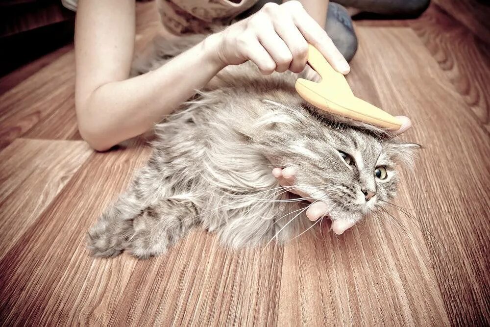 Как вычесывать кошку. Вычесывание мейн куна. расчесывание кошки. для вычесывания шерсти у кошек. кошку расчесывают.