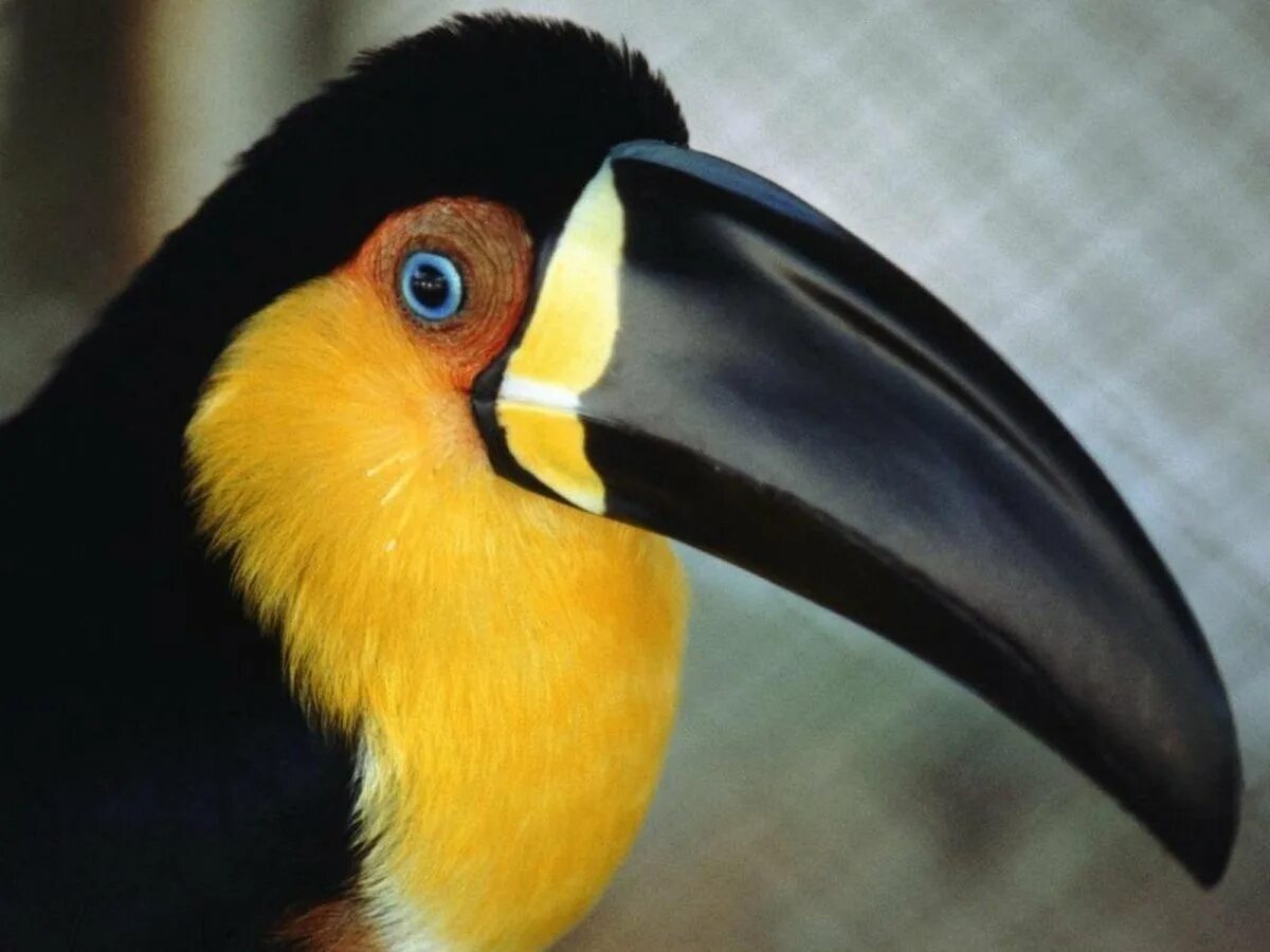 Какая птица имеет большие глаза. Желтоклювый Тукан. Синеклювый Тукан. Лимонногорлый Тукан. Птица Тукан клюв.