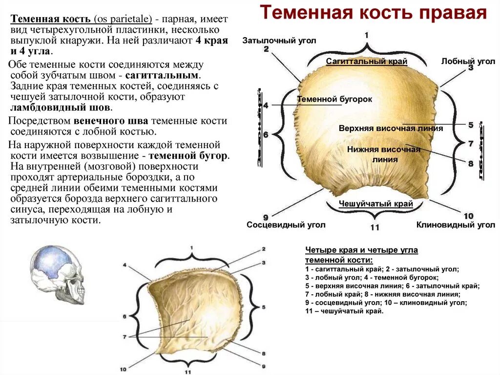 Теменная кость относится к. Теменная кость строение. Левая теменная кость строение. Строение теменной кости черепа. Impressiones Digitatae теменная кость.