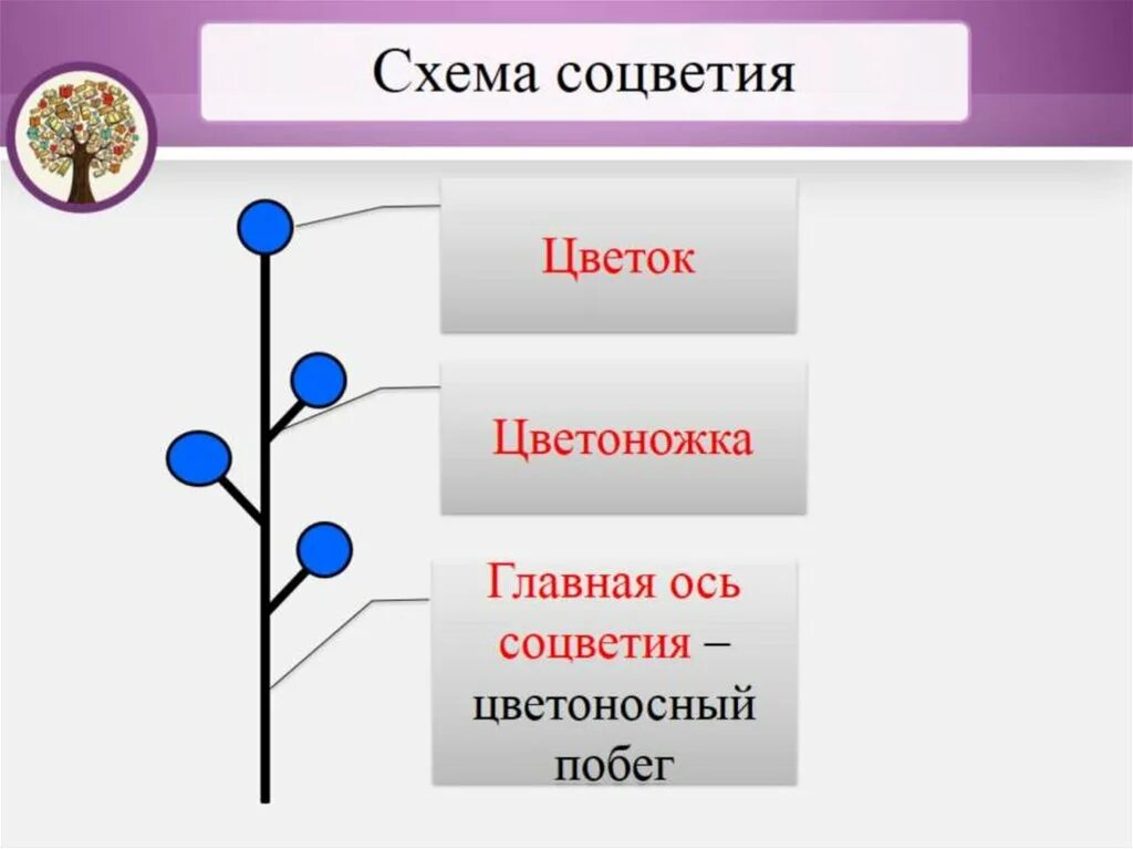 Тест цветок соцветие 6 класс. Соцветия 6 класс биология. Соцветия презентация 6 класс биология. Строение соцветия. Схема строения соцветия.