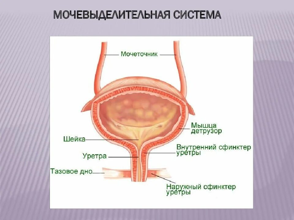 Особенности строения мочеиспускательного канала. Треугольник Льето мочевого пузыря. Наружное строение мочевого пузыря анатомия. Строение мочевого пузыря шейка. Женский мочевой пузырь анатомия.