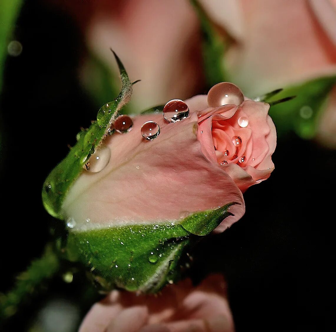 художник евгений муковнин картины. осень грусть. роса на цветах. весна дождь. цветы на окне.