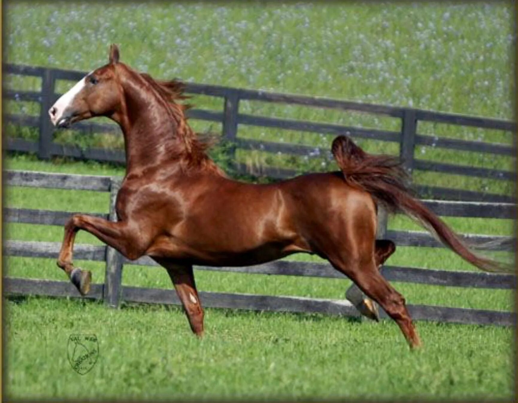 Американская верховая. Американская верховая лошадь. Порода лошади Saddlebred. American Saddlebred. Лошадь породы американская верховая.