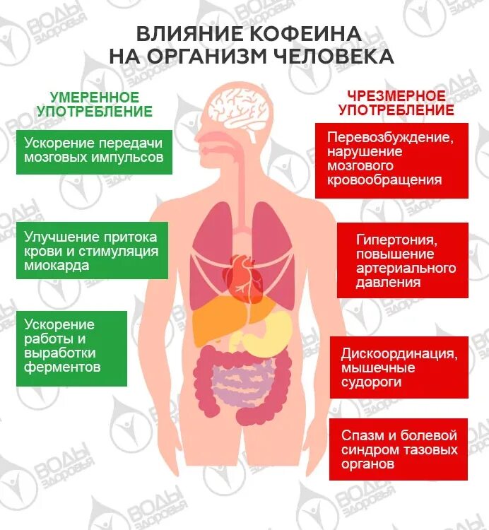 Влияние кофеина на организм человека. Кофеин воздействие на организм. Влияние кофе на организм человека. Кофеин действие на организм.