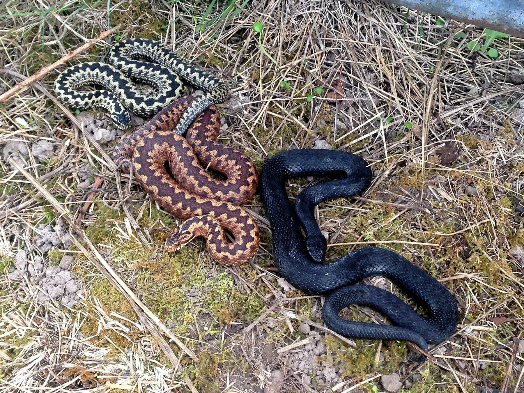 Гадюка обыкновенная голубая. Уж и гадюка. Гадюка Никольского (Vipera nikolskii).