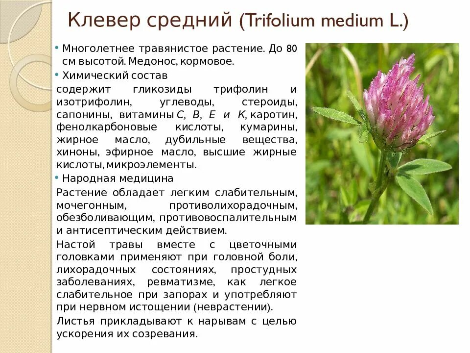 Клевер средний. Клевер средний описание растения. Клевер красный систематика. Клевер средний строение.