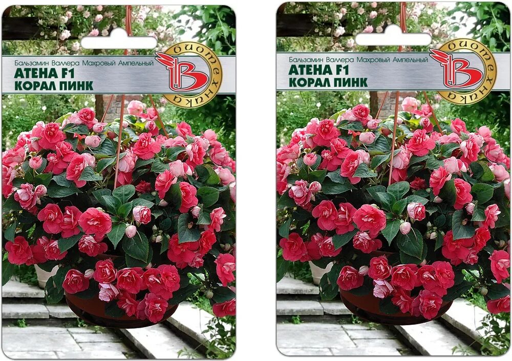 Бальзамин валлера атена корал пинк. Pinkcoral записи приватов. Бомбер кораллового цвета. Pinkcoral записи приватов. Бальзамин атена корал пинк.