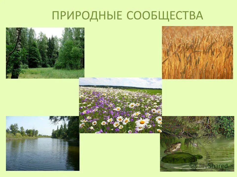 Найди природное сообщество. Природные сообщества. Название природного сообщества. Природные сообщества Московской области. Естественные природные сообщества.