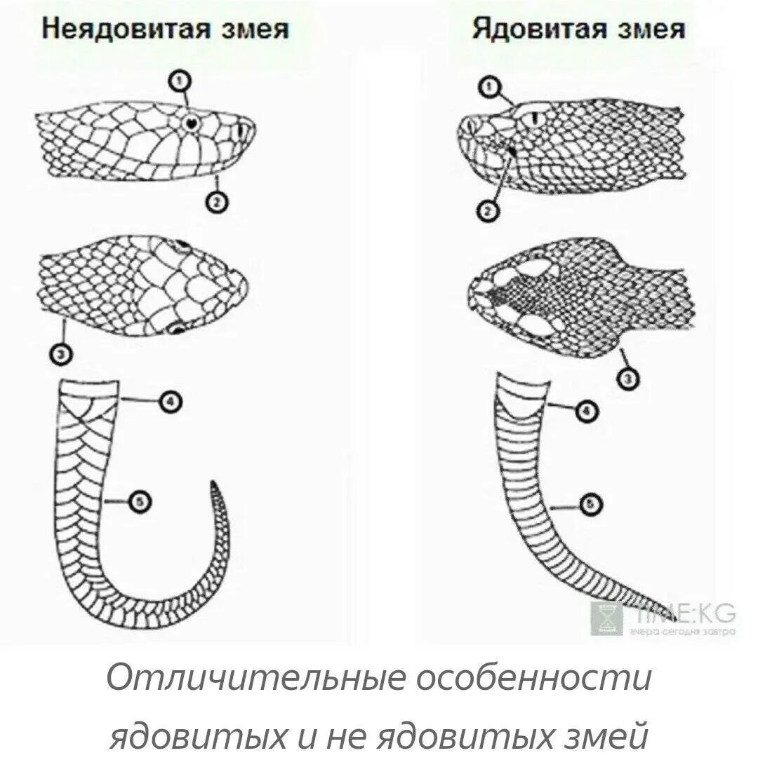 Как отличить ядовитые. Отличия ядовитых змей от неядовиты. Форма головы ядовитой и неядовитой змеи. Как отличить ядовитых змей. Как отличить ядовитую змею от неядовитой.
