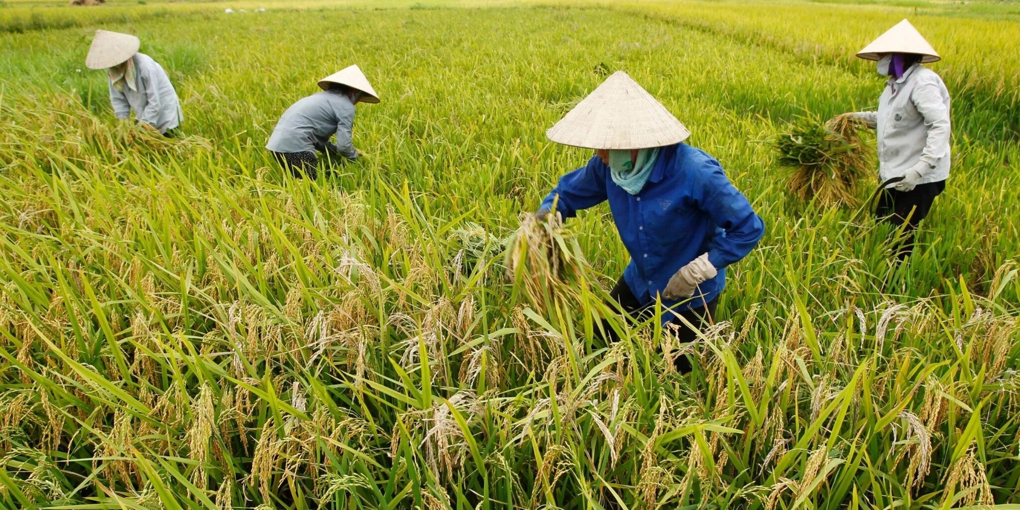 Сх китайски. Рисоводство в Китае. Рисосеяние в Японии. Сбор урожая риса. Рисовое поле сбор.