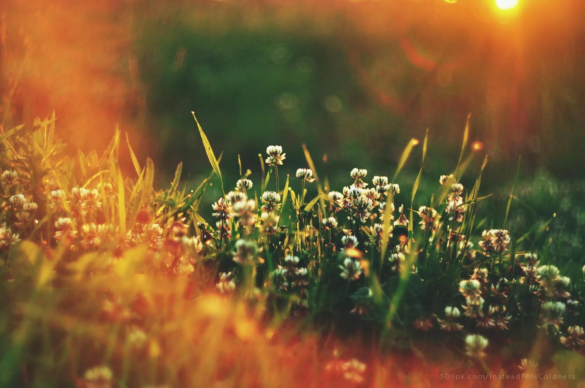 Трава в лучах солнца. Растения солнечные лучи. Цветы и солнце.