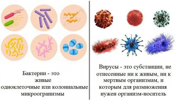Бактерии и вирусы отличия. Вирусы отличаются от бактерий. Вирусы отличаются от бактерий по:. Бактерии вирусы микробы отличия.
