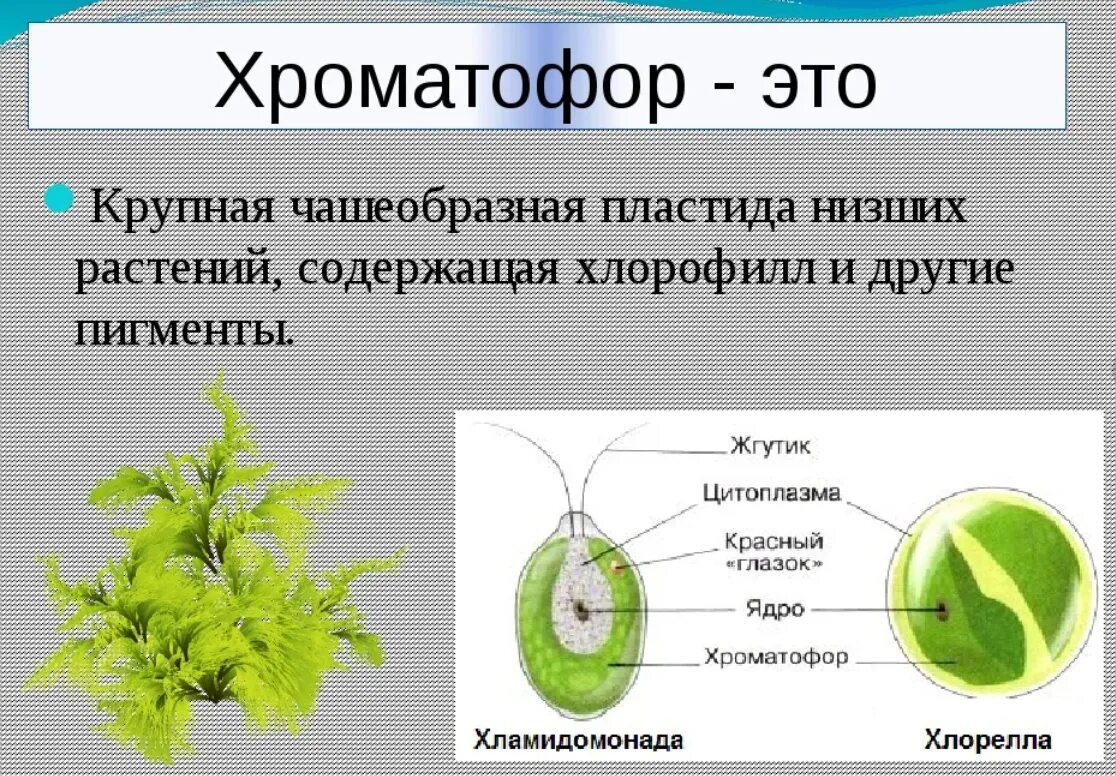 5 класс строение водорослей. Форма хроматофора у хлореллы. Хроматофор строение. Хроматофор у водорослей. Форма хроматофора у зеленых водорослей.