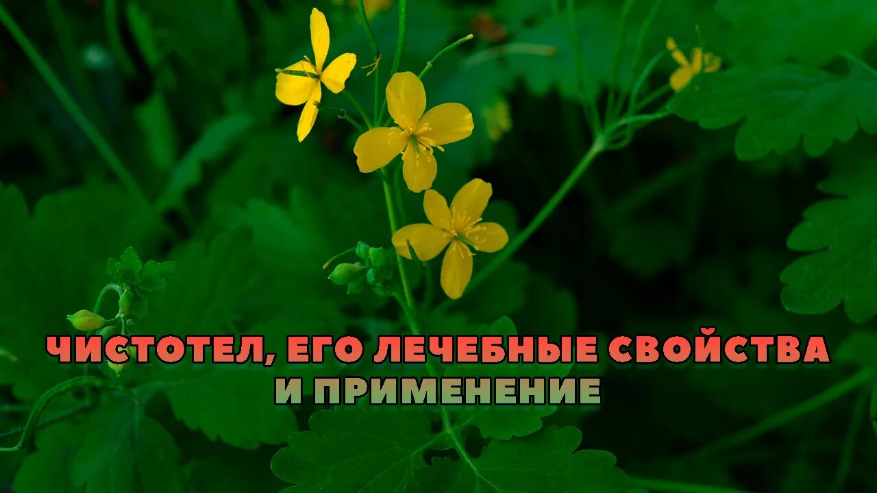 Лечебная трава чистотел применение. Чистотел. Чистотел лекарственный. Чистотел лечебные свойства. Чистотел растение ранозаживляющее.