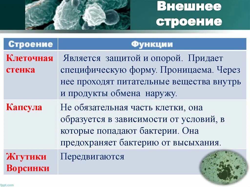 Какие функции выполняют бактерии в организме человека. Строение бактерий клеток часть клетки функции. Строение бактериальной клетки обязательные структуры их функции.. Функции органоидов бактериальной клетки. Строение бактериальной клетки часть клетки функции.